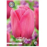  Cvjetne lukovice Tulipan Triumph Don Quichotte (Roza, Botanički opis: Tulipa) | shoptok.hr