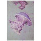 Mauro Ferretti Slika Medusa -A- | shoptok.hr