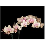  Tapeta - Blooming orchid 250x193 | shoptok.hr