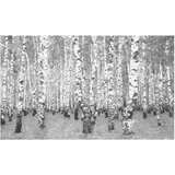  Tapeta - Birch seclusion 450x270 | shoptok.hr