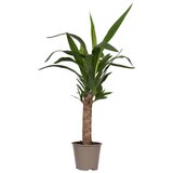 Plant in a Box prstasta juka - yucca elephantipes - višina 50-60cm - ⌀14cm, (21758226) Cene