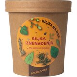 Urbana bašta Biljka na dar Miks začinskog bilja | Eponuda.com
