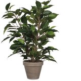 MICA Umjetna biljka Ficus Natasja (Visina: 40 cm, Zelene boje, Plastika) Cijene