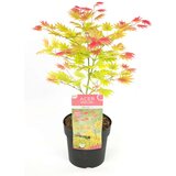 Plant in a Box japonski javor - acer palmatum 'moonrise' - višina 40-50cm - ⌀19cm, (21757635) | Shoptok.si
