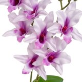 Casa Selección Umetna rastlina (višina 43 cm) – | Shoptok.si