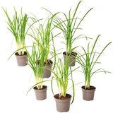 Plant in a Box česnova trava - 6 kos - tulbaghia violacea - višina 15-25cm - ⌀9cm, (21757600) | Shoptok.si