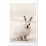  Plakat - Fearful Look 21x30 Bez okvira s margom | shoptok.hr