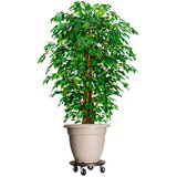  za biljke s kotačima 2 kom promjer 40 cm crna 275 kg | shoptok.hr