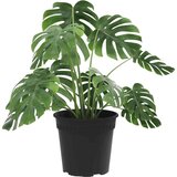 Okrugla saksija za cveće 24 pcs Crna Ø 19 x 16 cm Plastika - Crna Ø 19 x 16 5 cm 24 | shoptok.hr