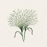 Jora Dahl Panicum virgatum "Fontaine" - trajno proso Cene