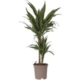 Plant in a Box Dracena - Dracaena Deremensis 'Warneckei' - Višina 60-70cm - ⌀17cm, (21758311) | Shoptok.si