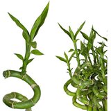 Rasadnik Topalović dracaena Lucky Bamboo 3 ring 11/18 cene