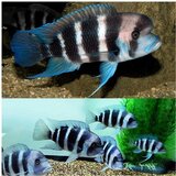 Akvarijum Centar Frontosa burundi | ePonuda.com