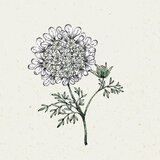 Jora Dahl Orlaya Grandiflora "White Lace" Cene