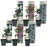 Plant in a Box pasijonka - 6 kos - passiflora hybridum - višina 25-40cm - ⌀9cm, (21757430) Cene