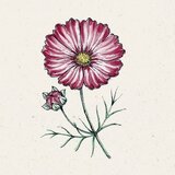 Jora Dahl Cosmos bipinnatus "Velouette" - kozmeja Cene