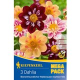 KIEPENKERL Lukovice jesenskog cvijeća (Dahlia, 3 Kom.) | shoptok.hr