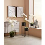 XXXL ORHIDEJA | Shoptok.si