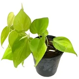 epipremnum Aureum