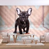  Tapeta - French Bulldog 250x175 Cijene