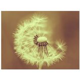  Tapeta - dandelion (sepia) 250x193 | shoptok.hr
