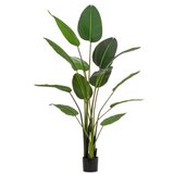  BILJKA STRELICIJA 185CM ZELENA Cijene