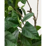 Kave Home Umjetni fikus (visina 210 cm) Ficus – | shoptok.hr
