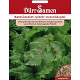 Dürr Samen Glavnata solata "Bataviasalat Grazer Krauthäuptl" - 200 zrn. Cene