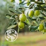 Le Petit Marseillais Olive Leaf Bio Organic osvježavajući gel za tuširanje 250 ml | shoptok.hr