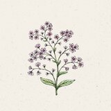  Kitajske spominčice "Mystery Rose" - 1 pkt. Cene