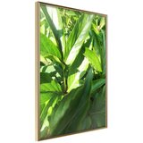  Poster - Somewhere in the Garden 40x60 Cijene