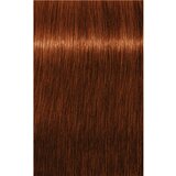 Schwarzkopf Professional IGORA Royal Absolutes barva za lase odtenek 6-70 Dark Blonde Copper Natural 60 ml | Shoptok.si