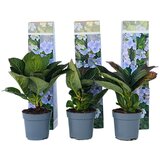 Plant in a Box hortenzija - 6 kos - hydrangea macrophylla 'nizza' - višina 25-40cm - ⌀9cm, (21757731) | Shoptok.si