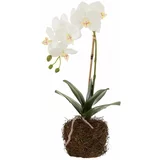 J-Line Umetna rastlina Orchid In Soil