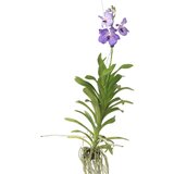 Plant in a Box Orhideja vanda - Vanda 'New Blue' - Višina 55-65cm, (21758322) | Shoptok.si