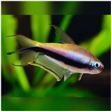 Akvarijum Centar Hyphessobrycon palmeri - Palmeri tetra | ePonuda.com