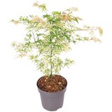 Plant in a Box japonski javor - acer palmatum 'ukigumo' - višina 50-60cm - ⌀19cm, (21757446) Cene