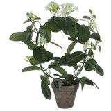  Umjetna biljka Stephanotis (50 cm, Blanca, Plastika) Cijene