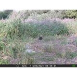 OXE Lovska kamera Gepard II in zaščitna kovinska škatla + 32GB kartica SD in 4 baterije! | Shoptok.si