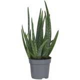 Plant in a Box aloe vera - aloe barbadensis - višina 25-40cm - ⌀10,5cm, (21758227) Cene