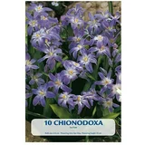  Cvjetne lukovice Chionodoxa Luciliae (Ljubičasta, Botanički opis: Chionodoxa)