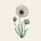  Ognjič 'Snow Princess' Calendula | Shoptok.si