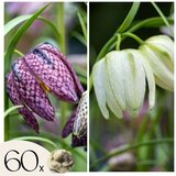 Plant in a Box Logarica - 60 kos - Fritillaria 'meleagris' - Cvetne čebulice, (21757012) u