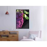  Poster - Violet May 40x60 | shoptok.hr