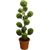 GROW by OBI OBI Rumena Lejlandijeva cipresa "Castlewelland Gold" višina 60 cm Lonec 9 l | Shoptok.si