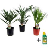 Plant in a Box vrtne palme - 3 kos - phoenix,chamaerops,washingtonia - višina 50-70cm - ⌀15cm, (21757685) Cene