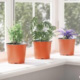  Lonac za cvijeće 200 pcs Terakota Ø 15 x 13 cm Plastika | shoptok.hr