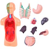  Edukativni set anatomija ljudskog tijela | Eponuda.com