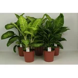 dieffenbachia mix 17/55