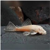 Akvarijum Centar Ancistrus sp. - Ancistrus albino | ePonuda.com